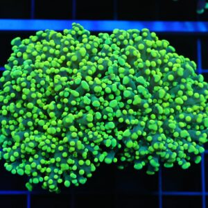 D52 - INDO FROGSPAWN BRANCH GAMMA RAY 2 HEAD
