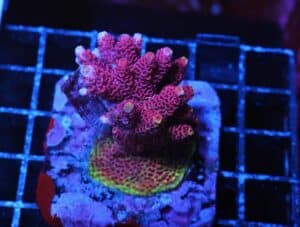 E105 - INDO ACRO RAINBOW MILLE CULTURED