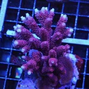 E44 - INDO ACRO RASPBERRY MILLE CULTURED
