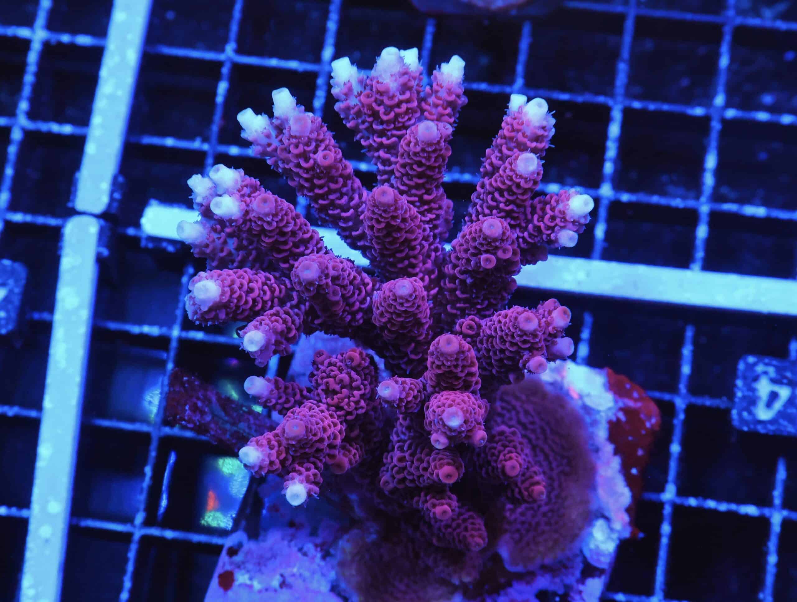 E44 - AUSSIE ACRO PINK LEMONADE