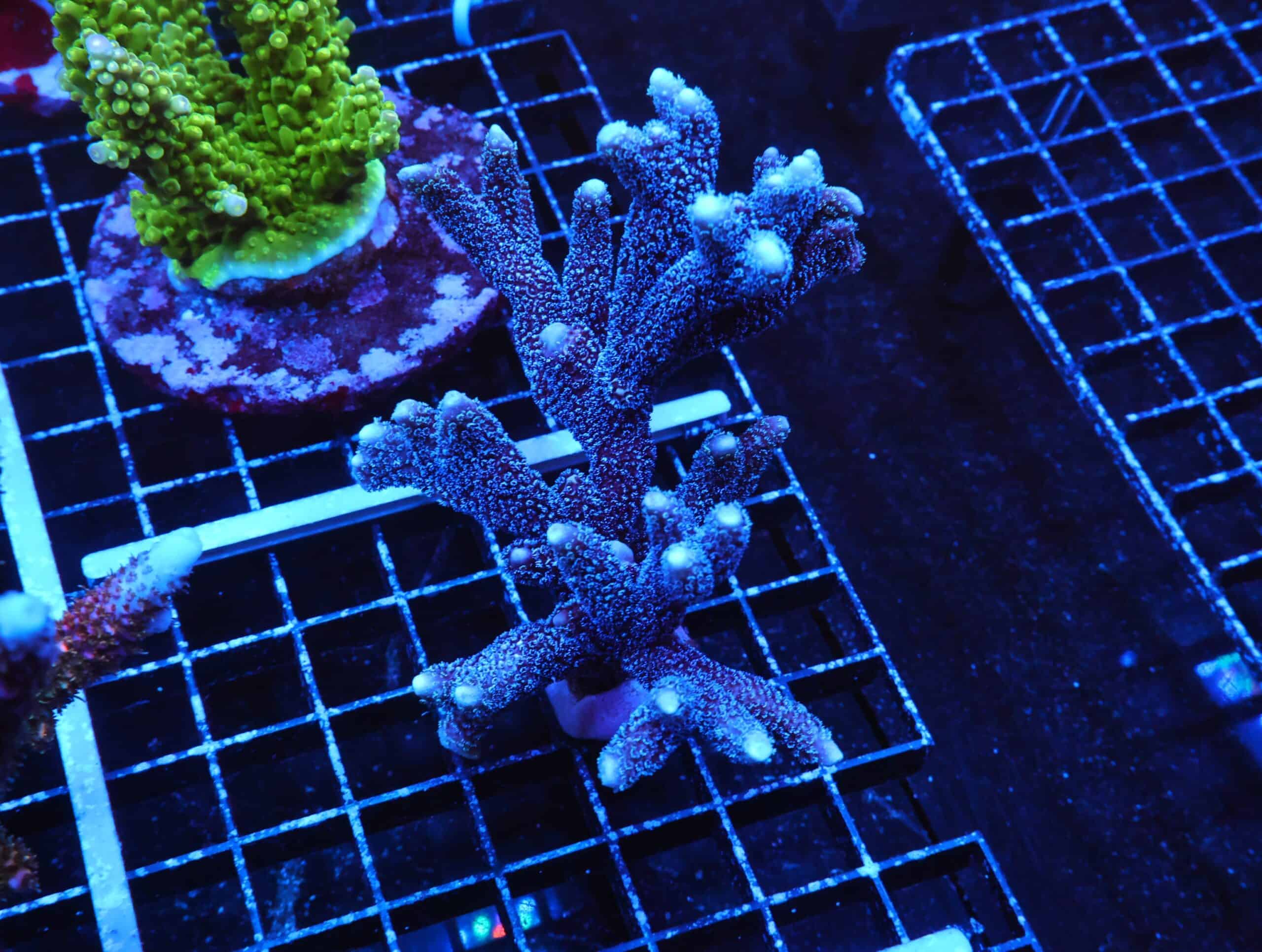 E81 - SDC GERMAN BLUE MONTIPORA DIGI