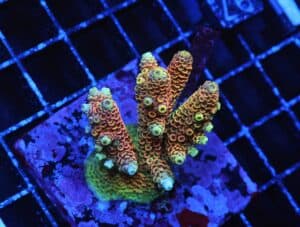 E97 - INDO ACRO HELLFIRE MILLE CULTURED