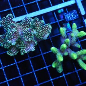 E98 - 2PK SERIATOPORA / STYLOPHORA CULTURED