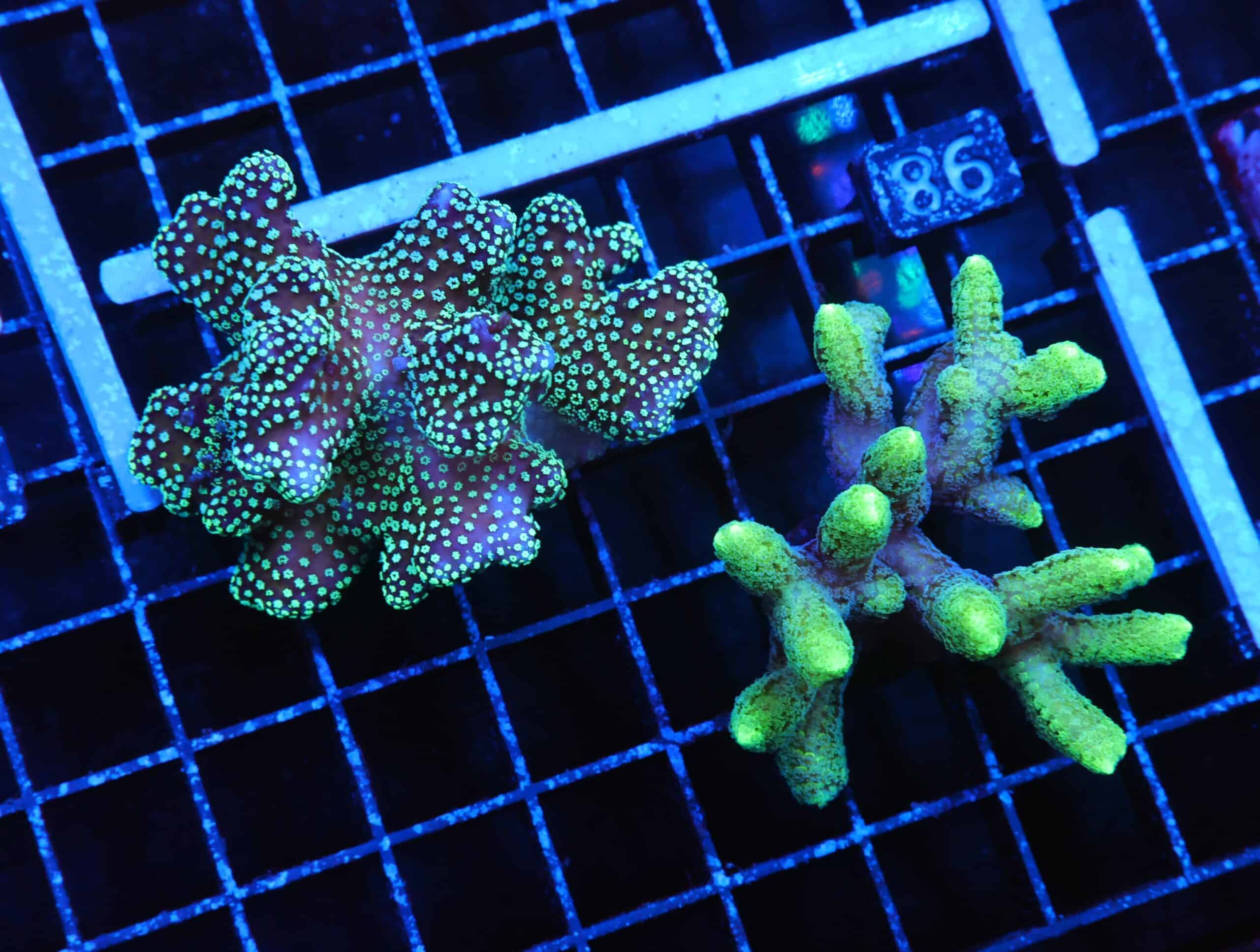 E98 - 2PK SERIATOPORA / STYLOPHORA CULTURED