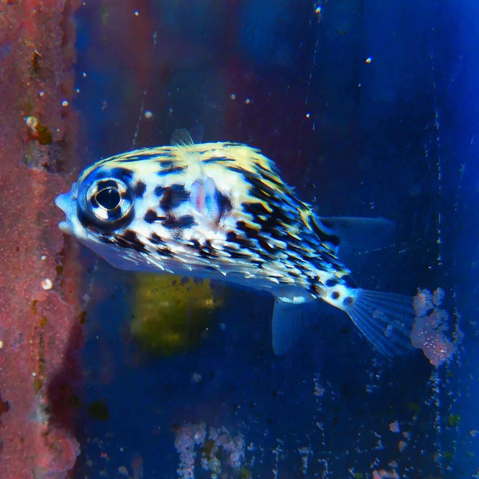 F16 - BLUE PELAGIC PORCUPINE PUFFER SMALL