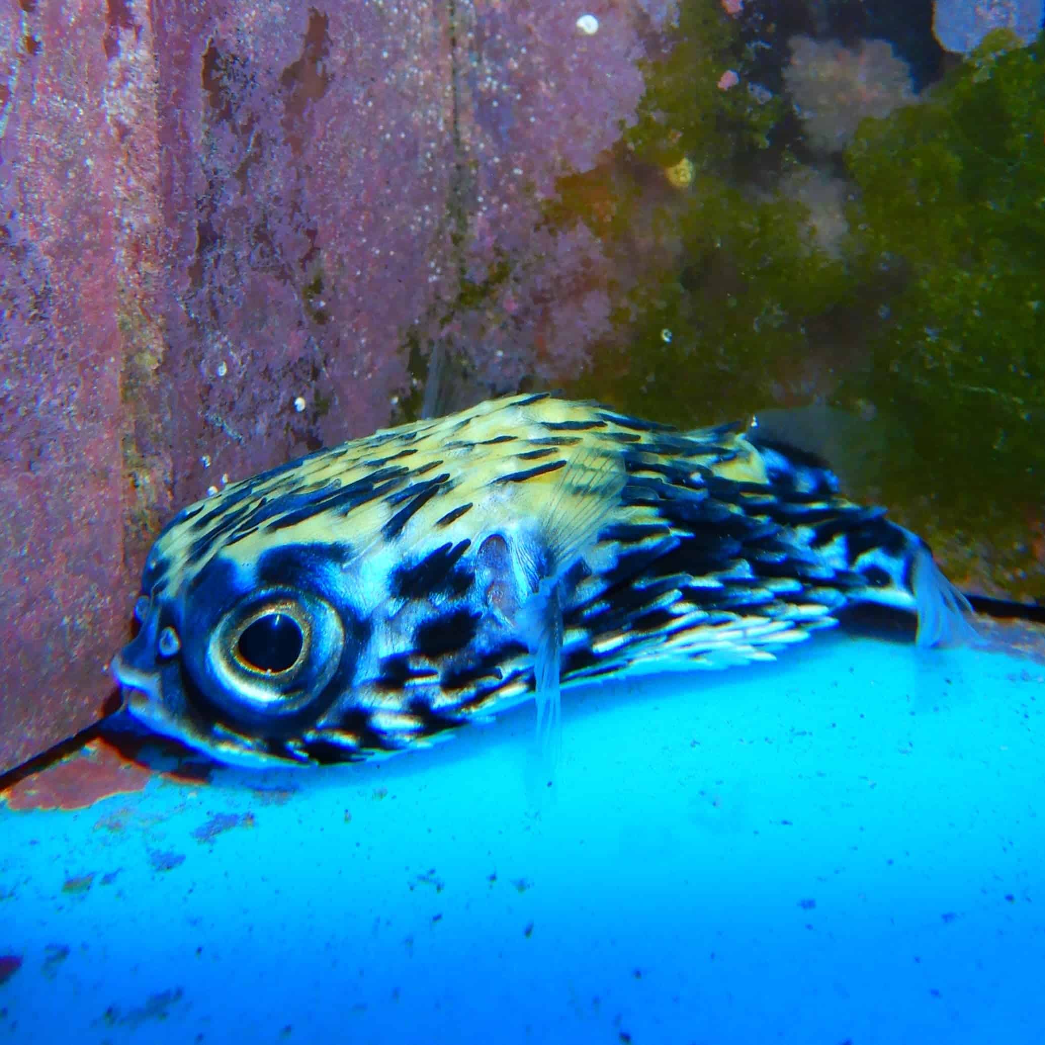 F17 - BLUE PELAGIC PORCUPINE PUFFER MEDIUM