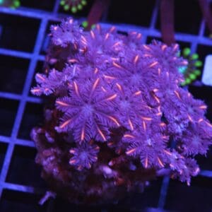 H118 - INDO GLOVE POLYP FIREWORKS