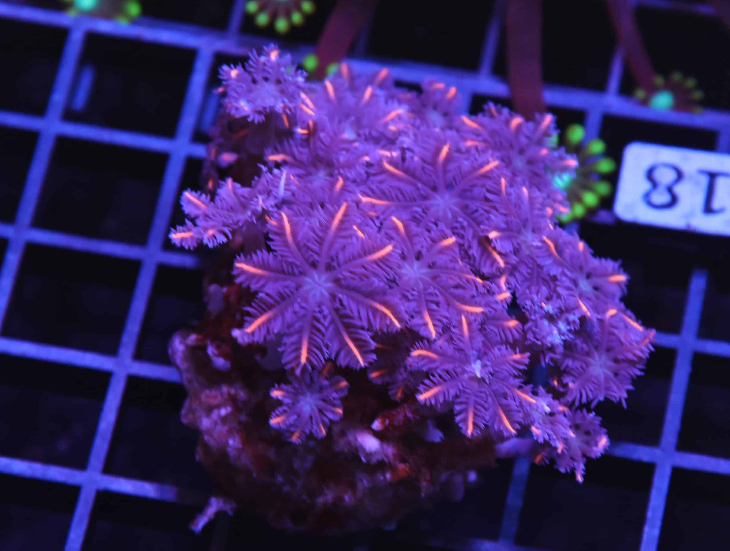 H118 - INDO GLOVE POLYP FIREWORKS