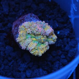 H38 - SOLOMON GOLDEN PRINCESS RICORDEA MUSHROOM