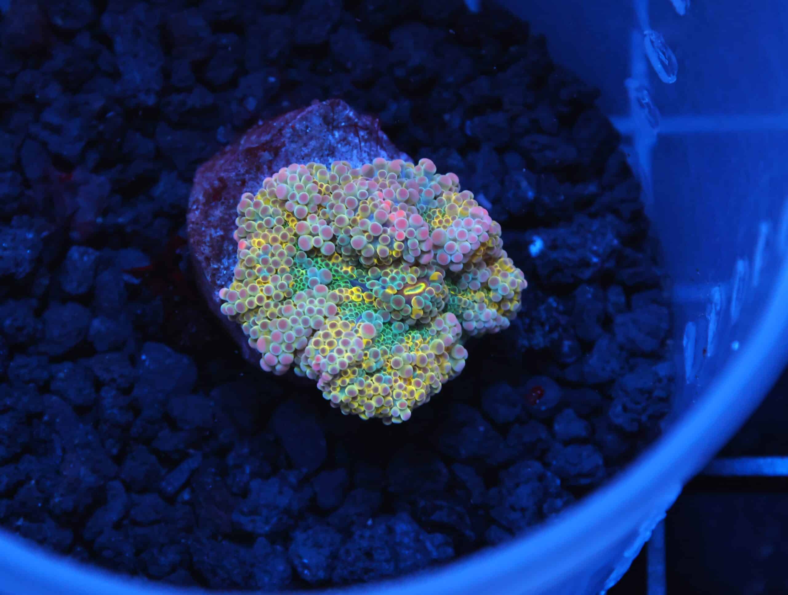 H38 - SOLOMON GOLDEN PRINCESS RICORDEA MUSHROOM