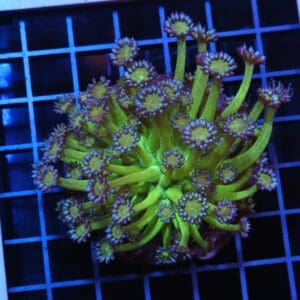 H53 - INDO GLITTER BOMB GONIOPORA