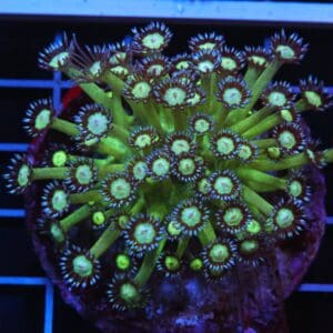 H57 - INDO GLITTER BOMB GONIOPORA