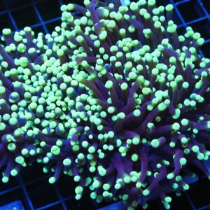 J104 - AUSSIE TORCH GREEN TIP PURPLE 5 HEAD