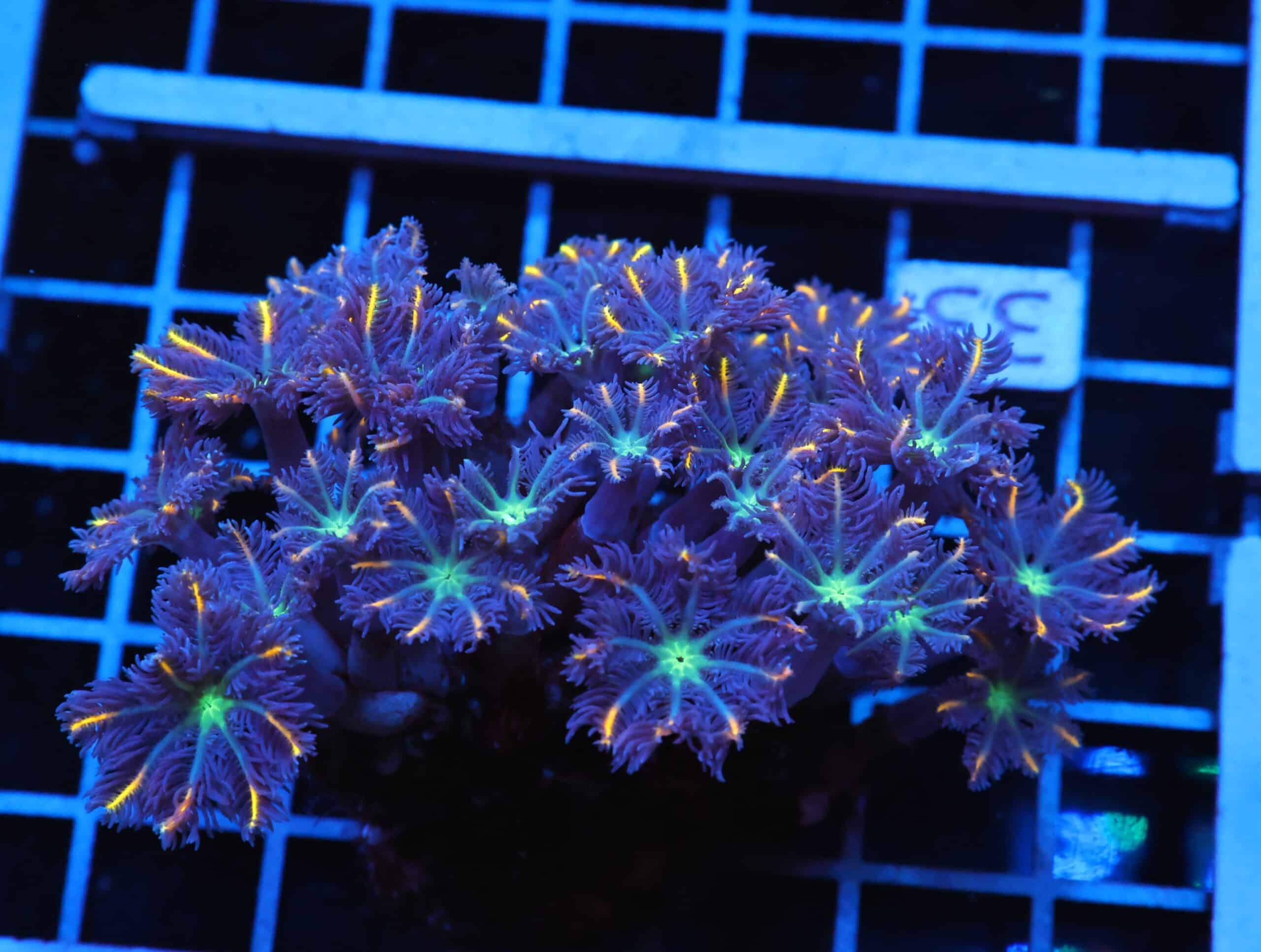 J33 - INDO FROGSPAWN BRANCH CITRUS BOMB 2 HEAD