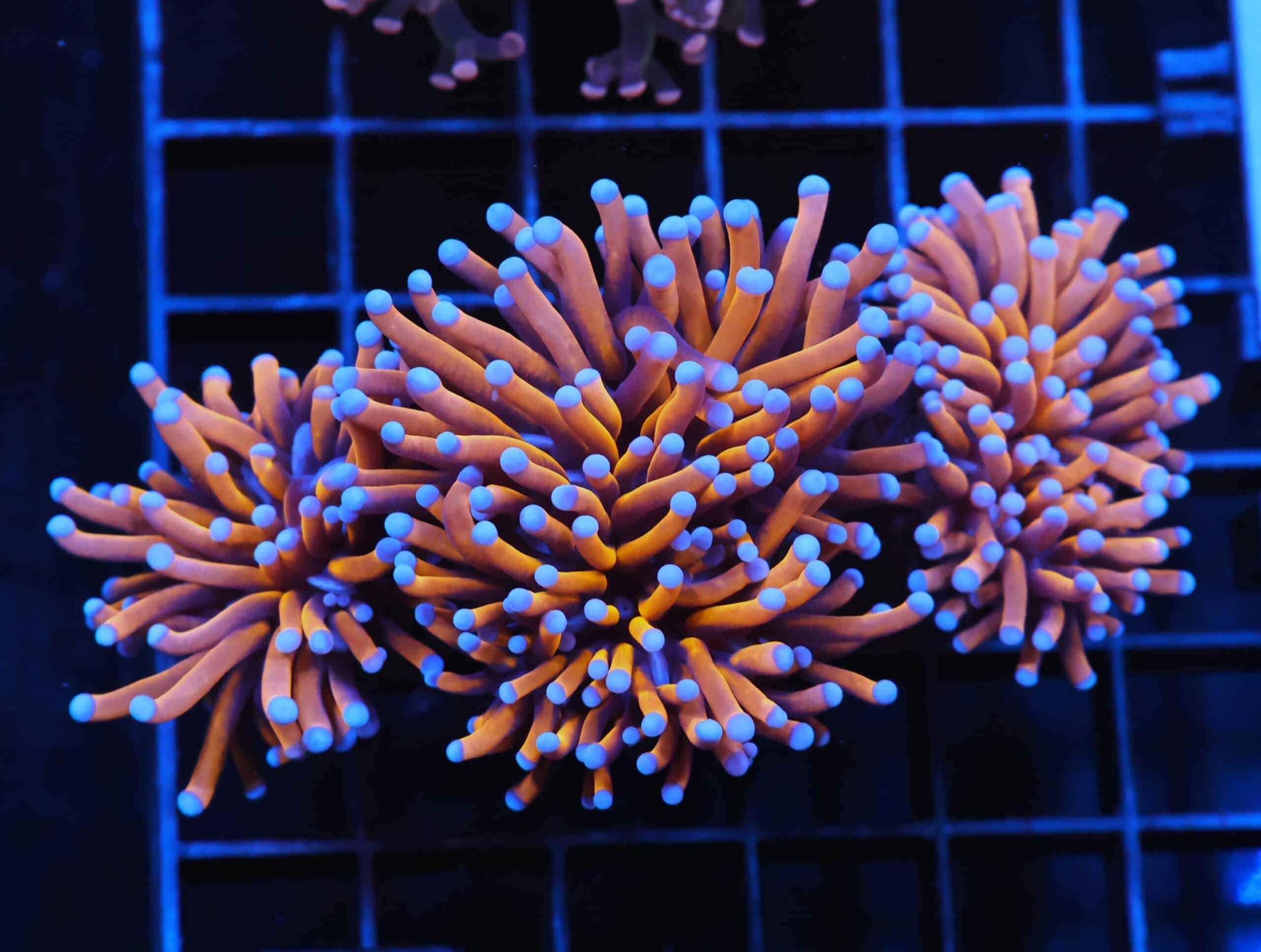 J96 - INDO TORCH GOLD VARIANT 3 HEAD