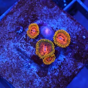 X05 - GMK ZOA CULTURED