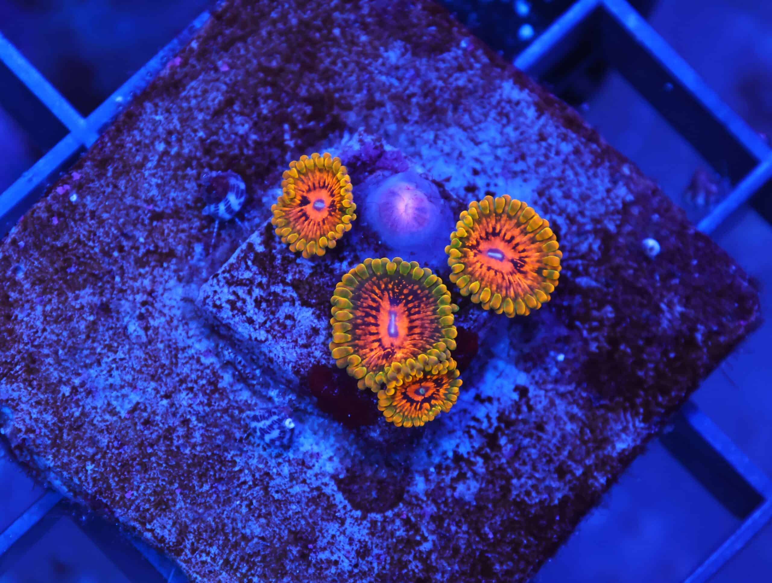 X05 - GMK ZOA CULTURED