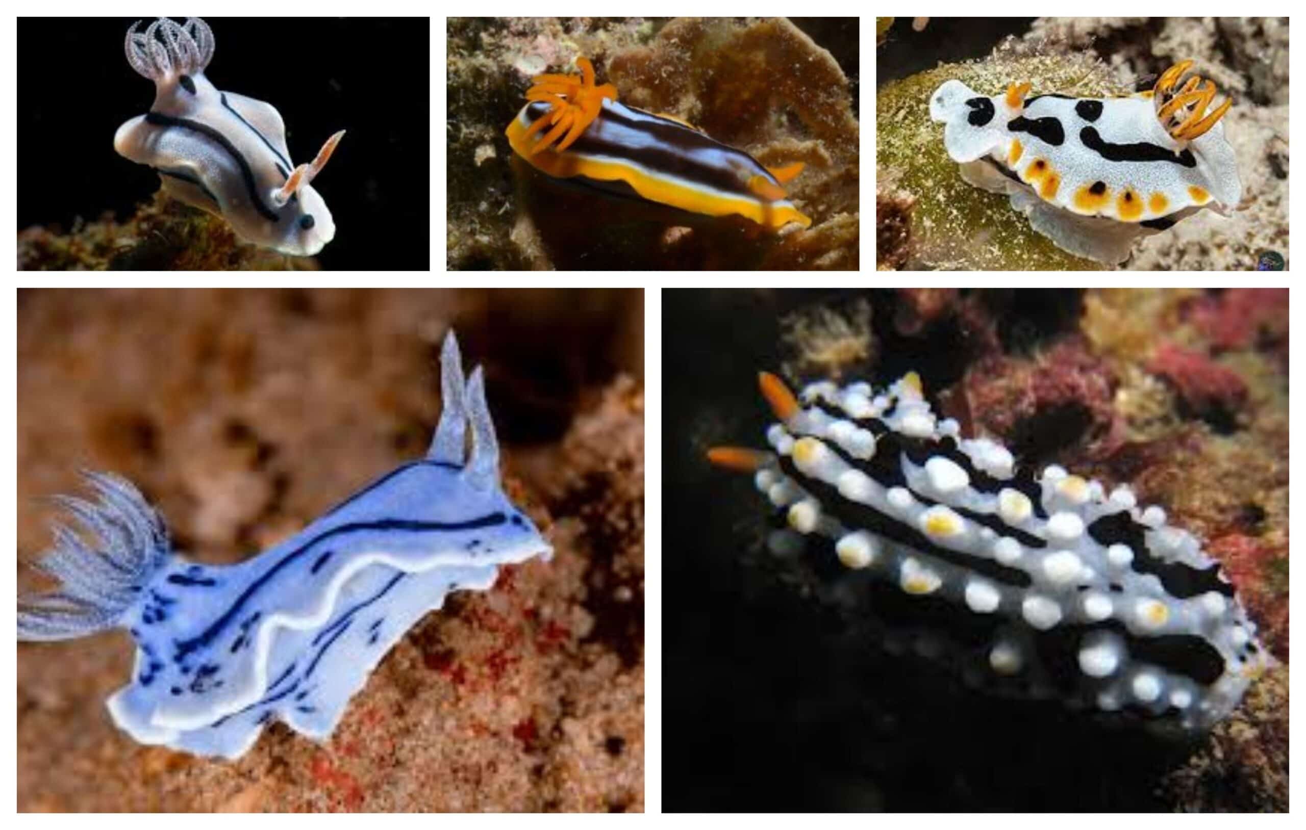 Nudi: Colored Sea Slug