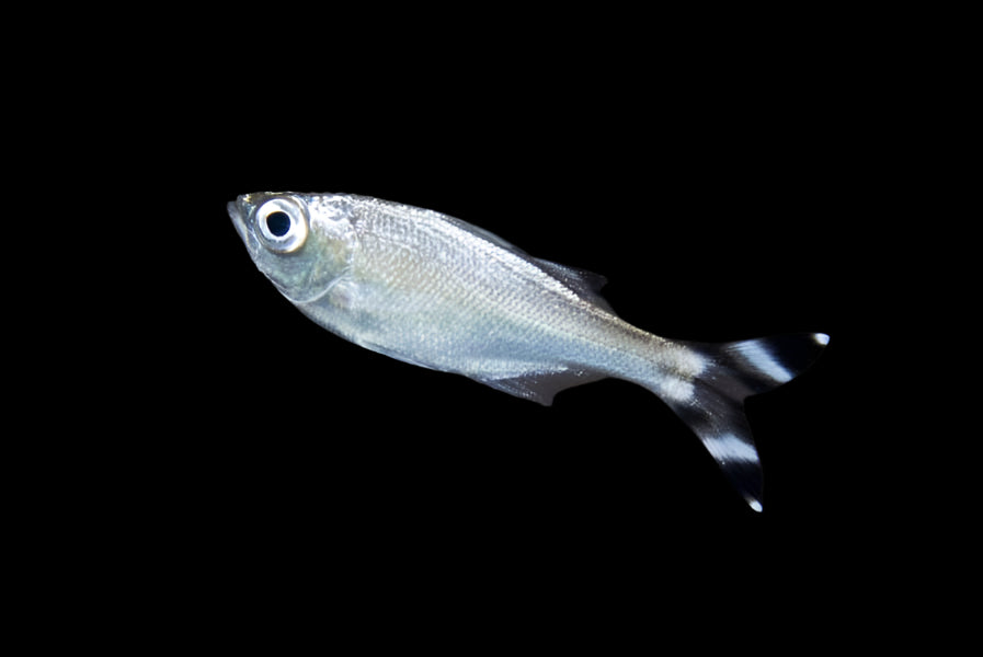 Barred Flagtail - Kuhlia mugil