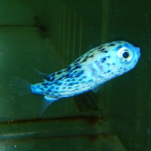 F09 - BLUE PELAGIC PORCUPINE PUFFER
