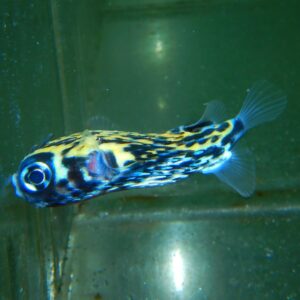F03 - BLUE PELAGIC PORCUPINE PUFFER