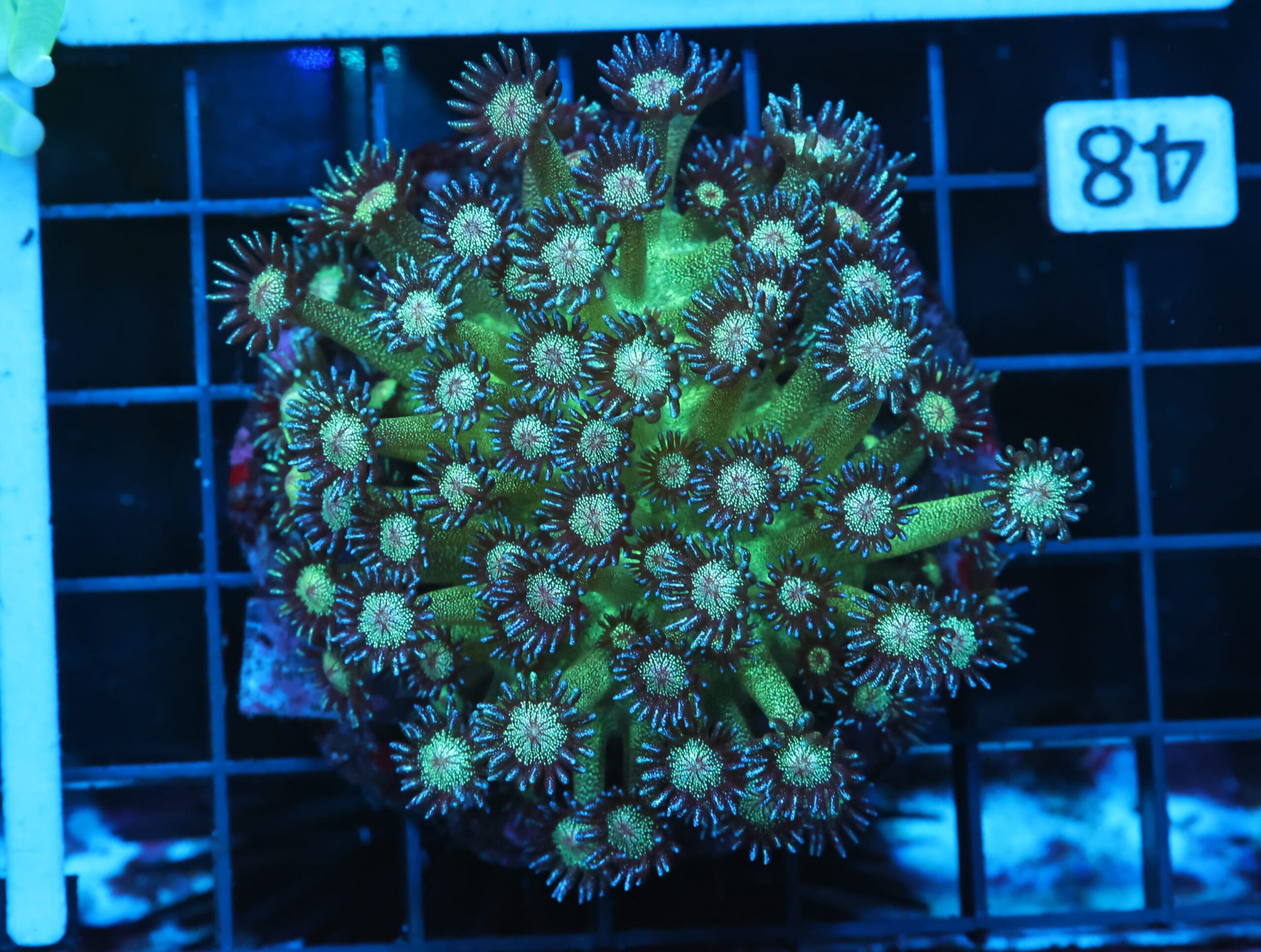 B48 -INDO GLITTER BOMB GONIOPORA