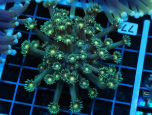 B77 -INDO YELLOW SNOWCONE GONIOPORA