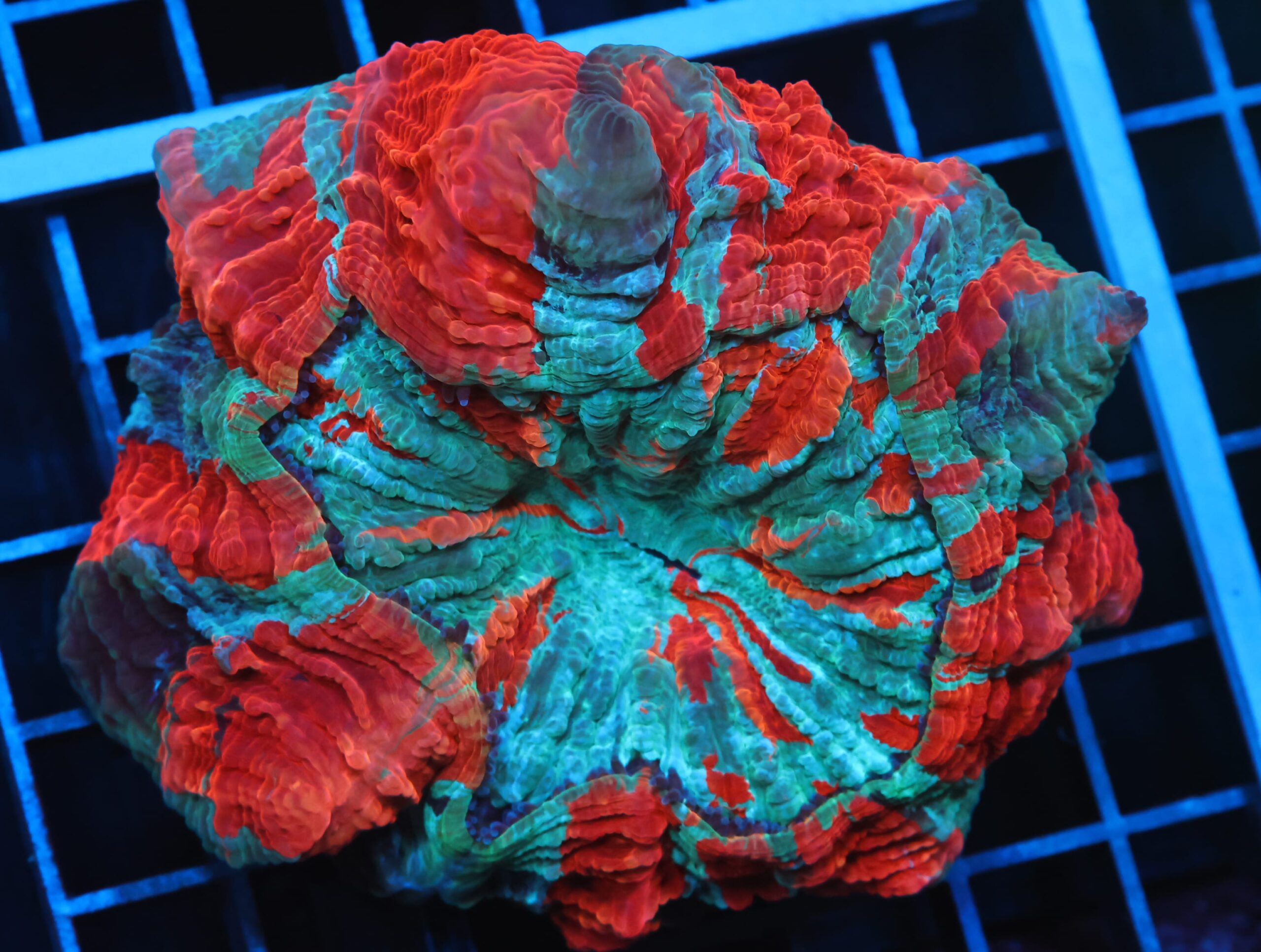 B91 -MALAYSIAN RED SPLASH ACANTHOPHYLLIA