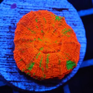 C09 - CAPTIVE SPAWNED BLEEDING APPLE SCOLYMIA AUSTRALIS