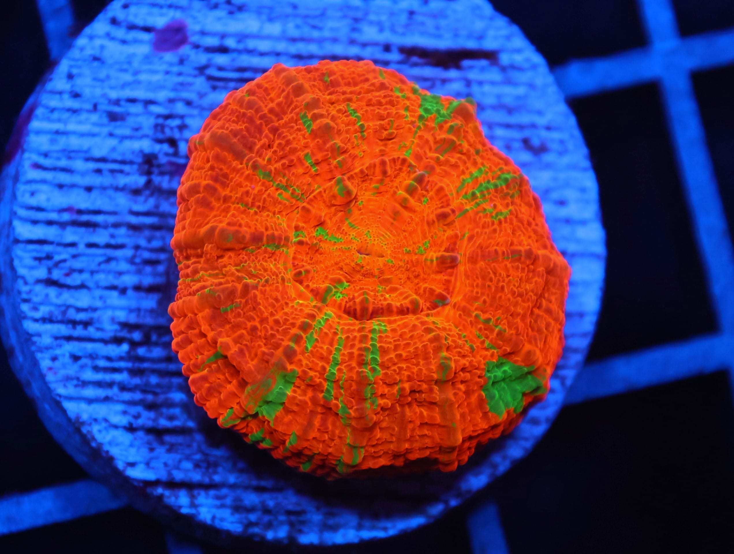 C09 - CAPTIVE SPAWNED BLEEDING APPLE SCOLYMIA AUSTRALIS