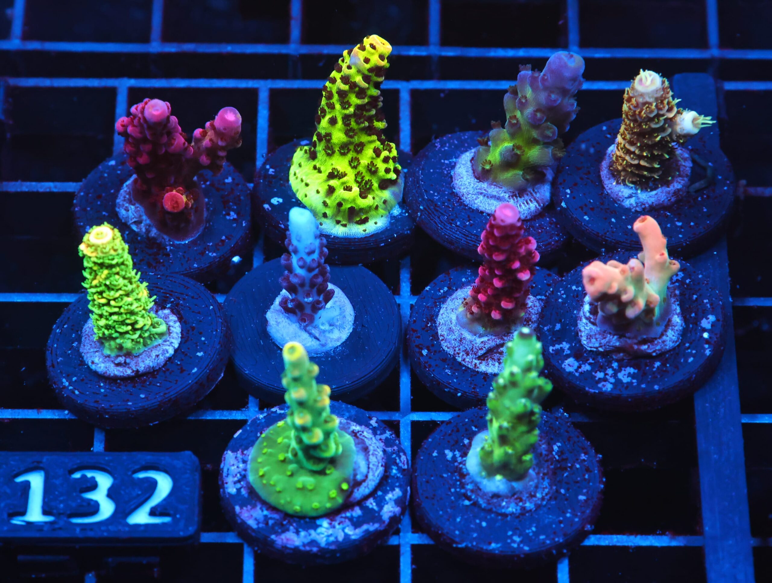 C132 - SDC ACROPORA PACK 10 PC