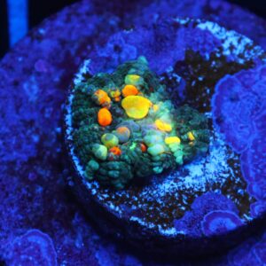 C18 - SDC OG BOUNCE MUSHROOM SMALL