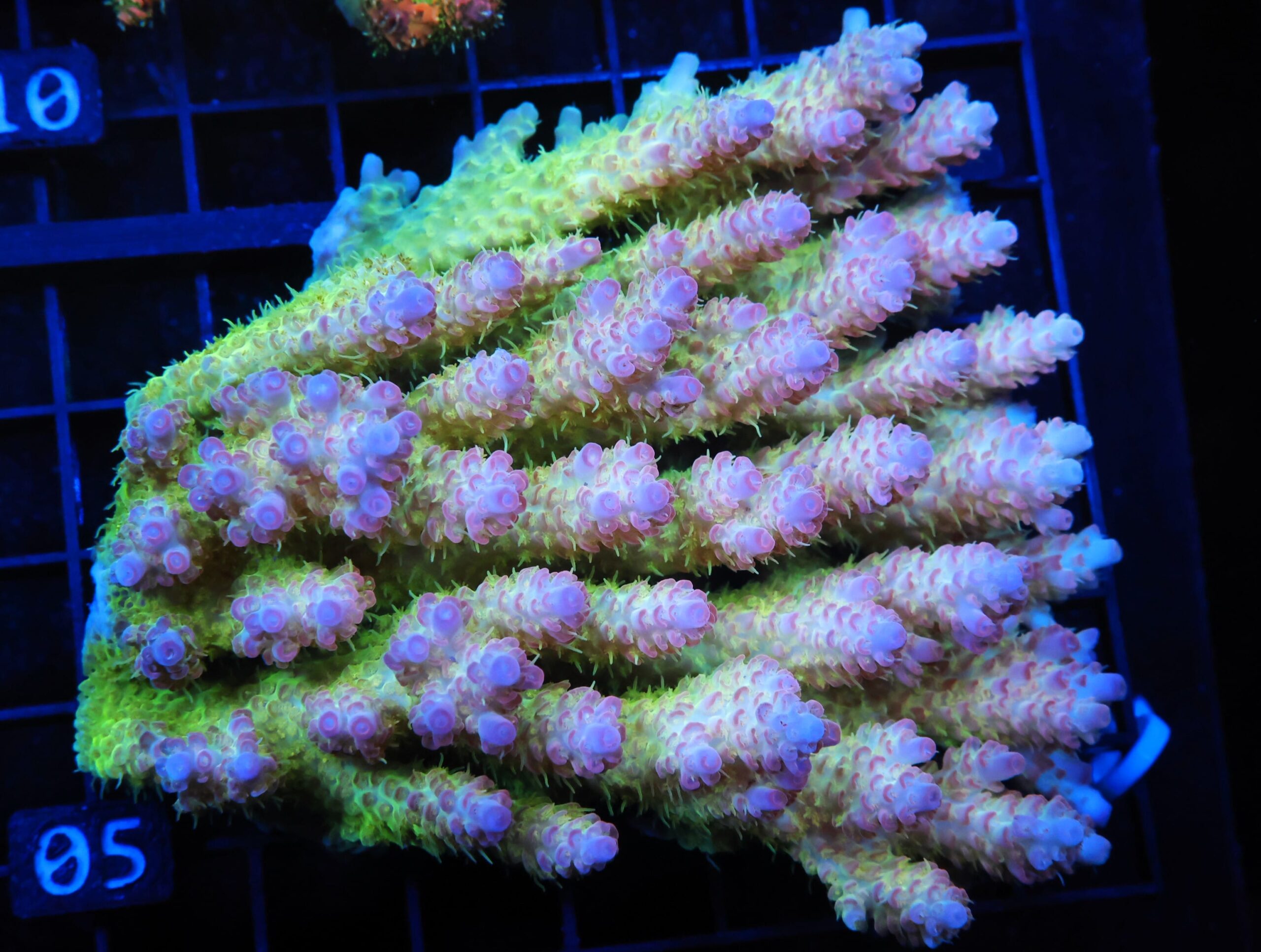 E05 - AUSSIE ACRO PINK LEMONADE