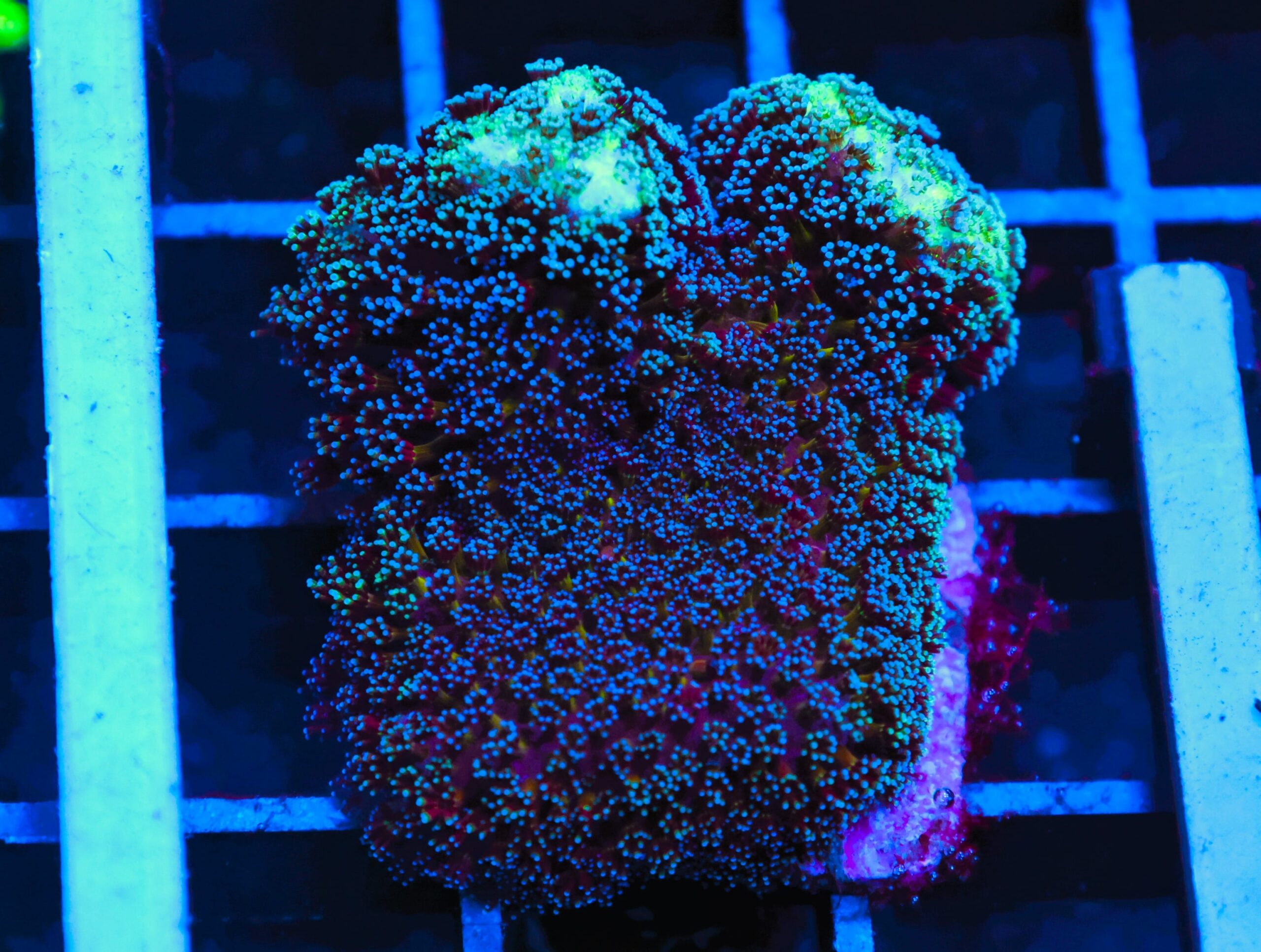 C44 -