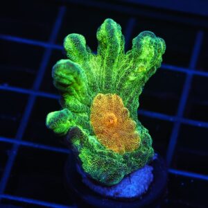 C71 - SDC SPACE INVADER PECTINIA