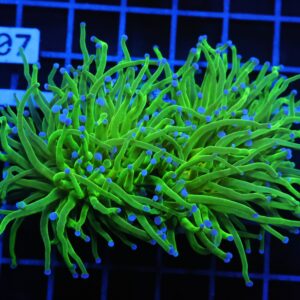 D02 - INDO TORCH GREEN VARIANT 3 HEAD