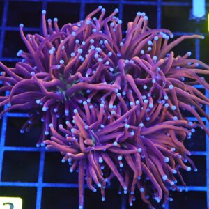 D112 - INDO TORCH GOLD VARIANT 3 HEAD