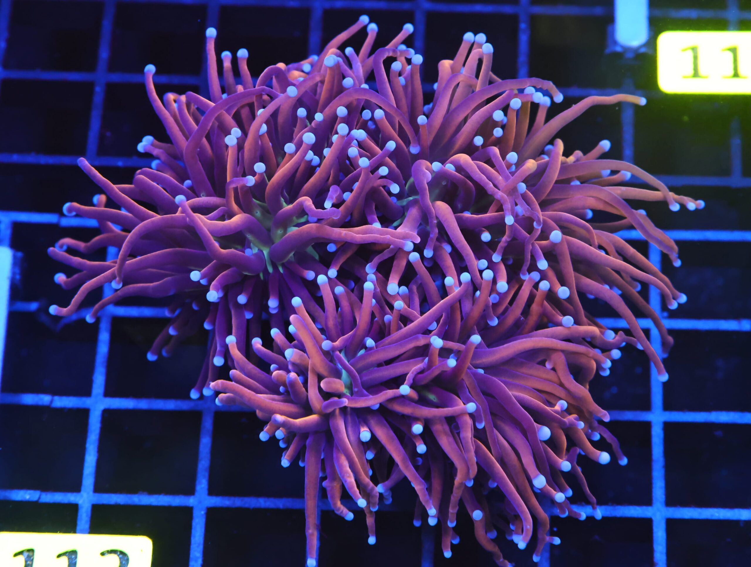 D112 - INDO TORCH GOLD VARIANT 3 HEAD