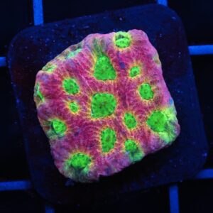 C94 - SDC DAYGLO FAVITES