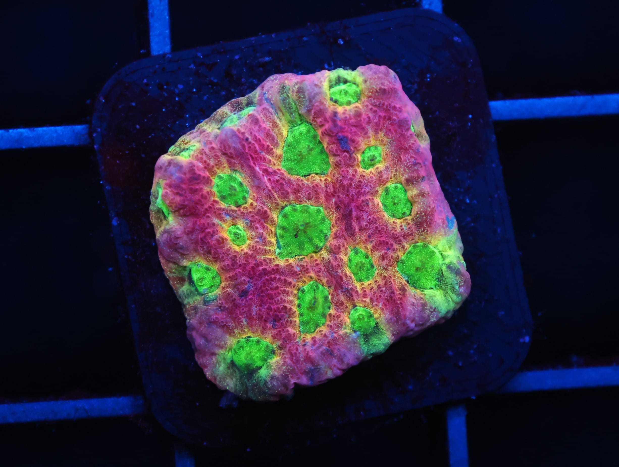 C94 - SDC DAYGLO FAVITES
