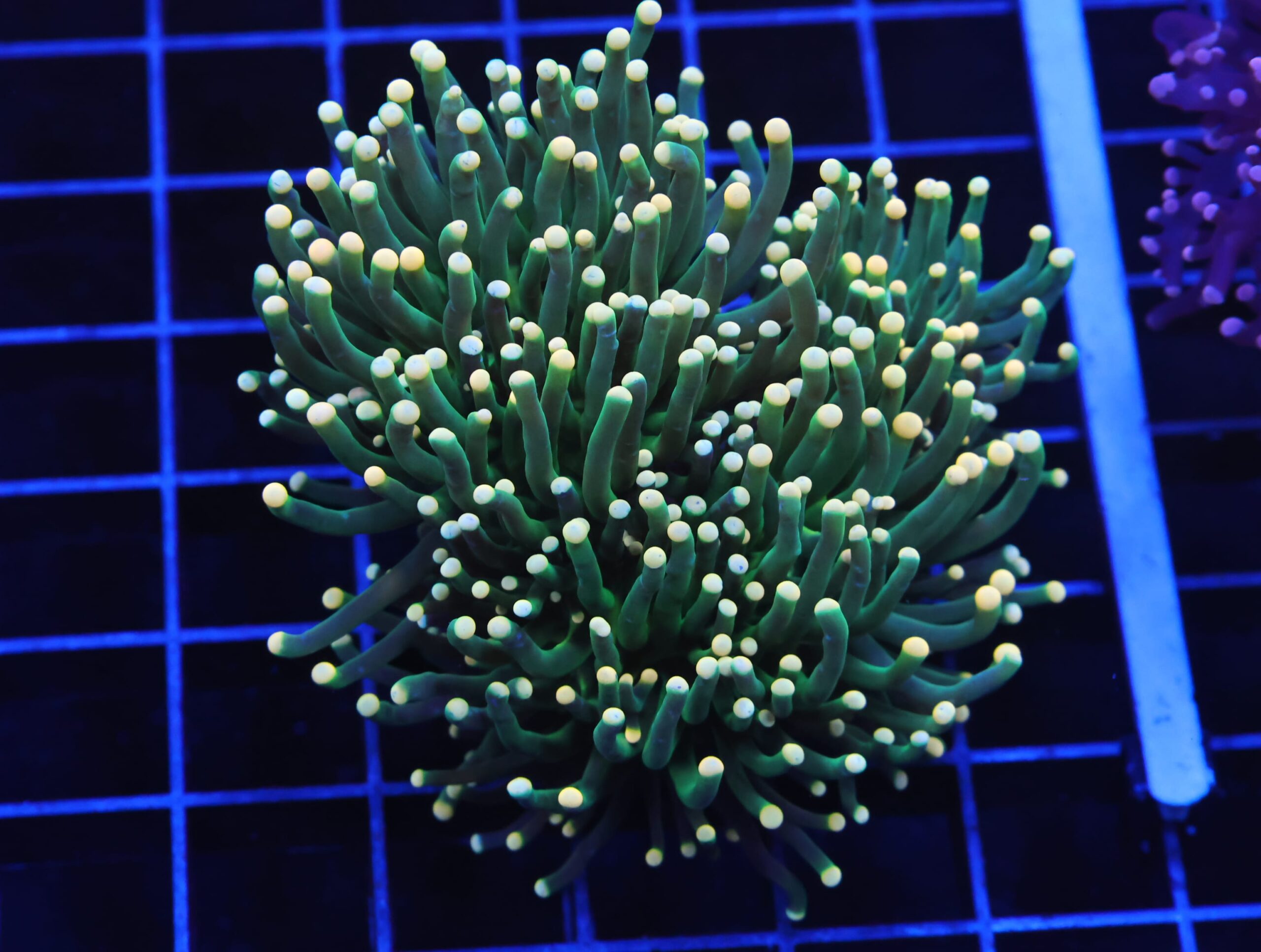 D69 - INDO TORCH GREEN VARIANT 3 HEAD