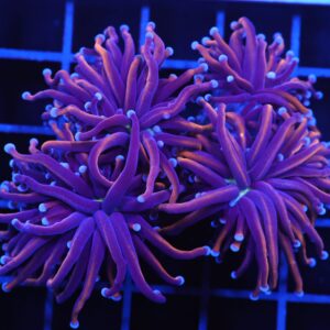 D87 - INDO TORCH GOLD VARIANT 4 HEAD