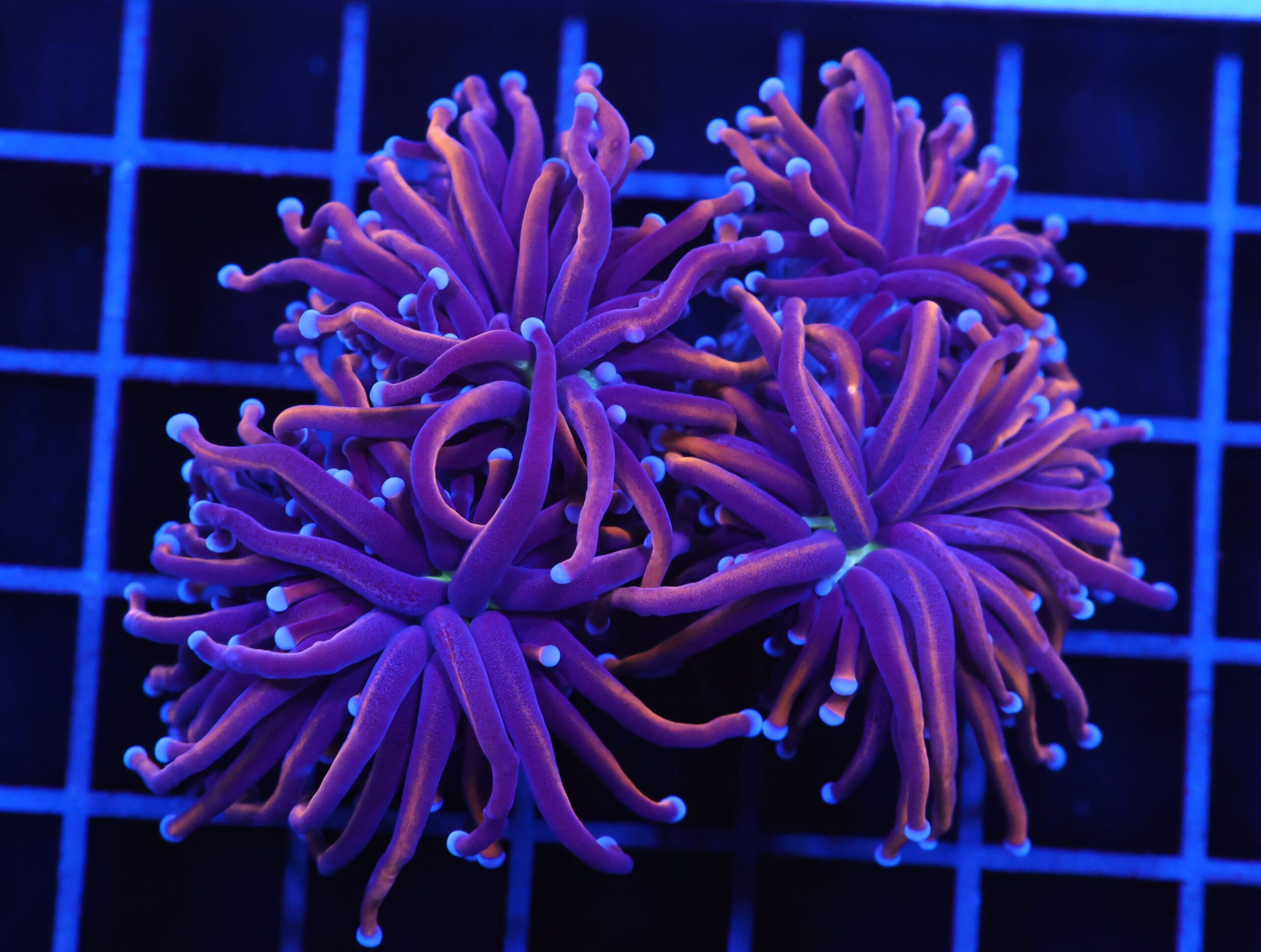 D87 - INDO TORCH GOLD VARIANT 4 HEAD