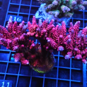 E111 - SDC RAINBOW ROMMELS ACRO COLONY