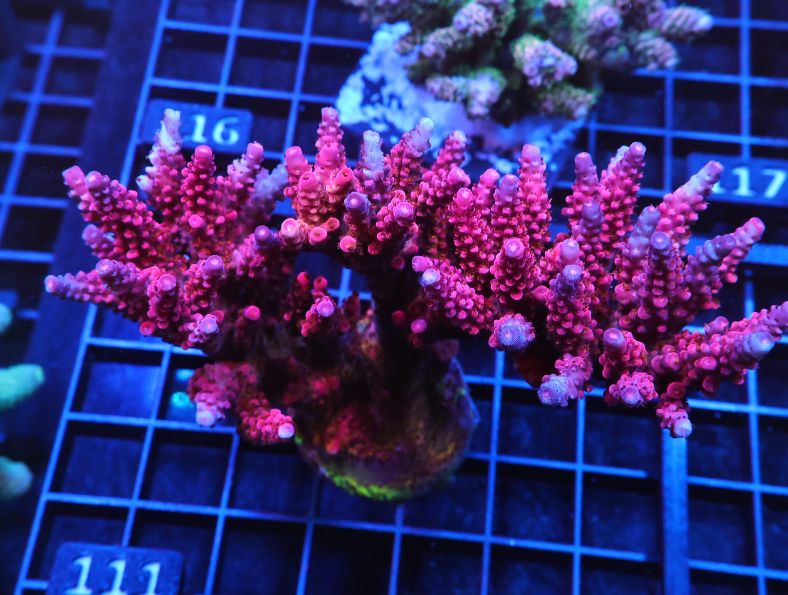 E111 - SDC RAINBOW ROMMELS ACRO COLONY