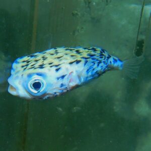 F06 - BLUE PELAGIC PORCUPINE PUFFER