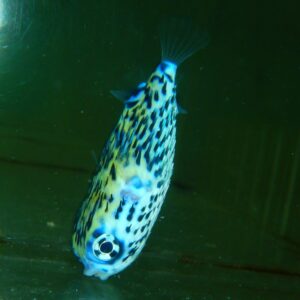 F10 - BLUE PELAGIC PORCUPINE PUFFER