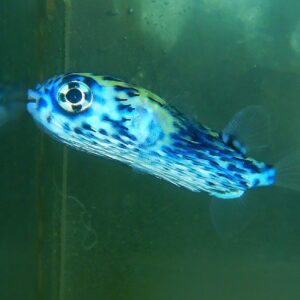 F13 - BLUE PELAGIC PORCUPINE PUFFER