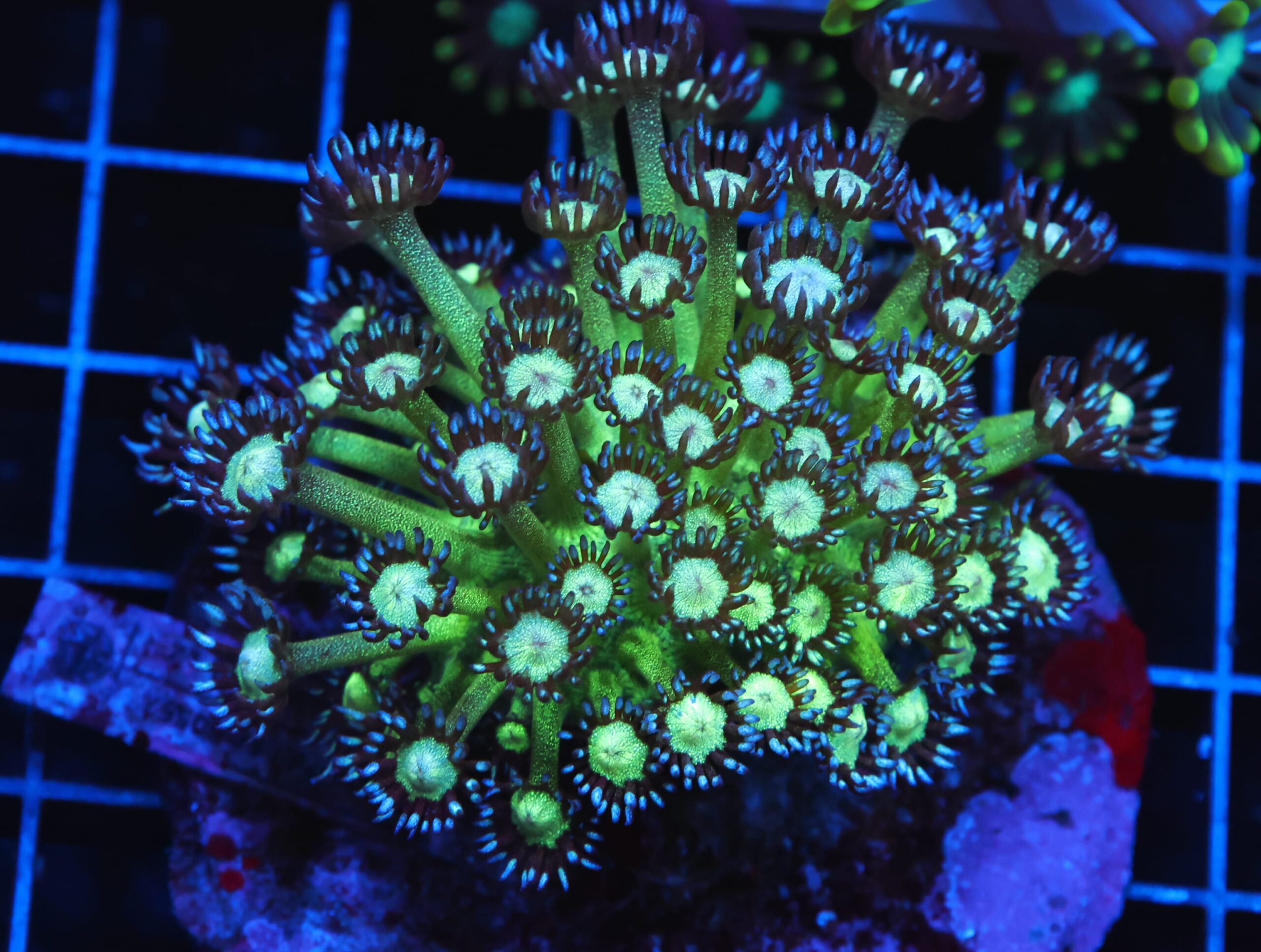 H121 - INDO GLITTER BOMB GONIOPORA