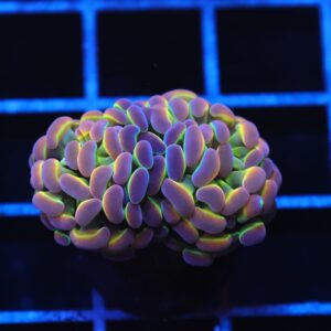 J32 - INDO HAMMER BRANCH TRUE HOLOGRAM 2 HEAD